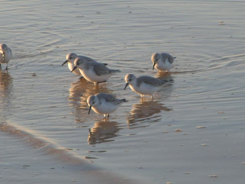 Faro: Eco-Friendly Ria Formosa Bird Watching in Solar Boat - Practical advice before you leave Faro