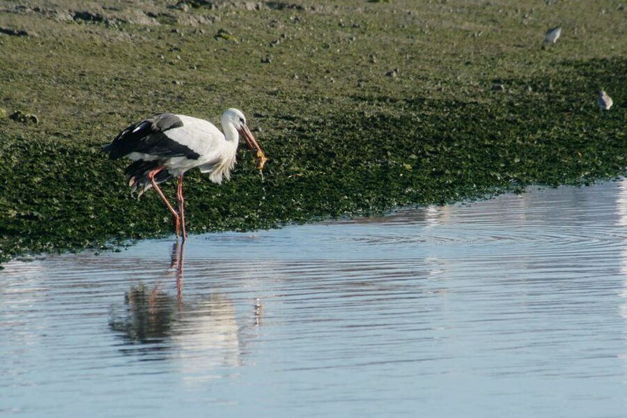 Faro: Eco-Friendly Ria Formosa Bird Watching in Solar Boat - One hour inside the protected park