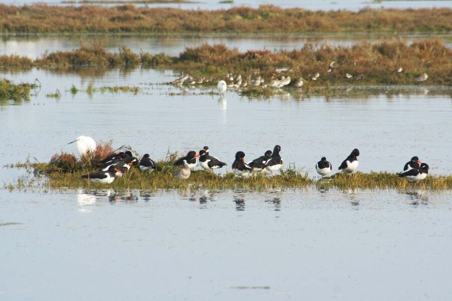 Faro: Eco-Friendly Ria Formosa Bird Watching in Solar Boat - What $47 buys you over two hours