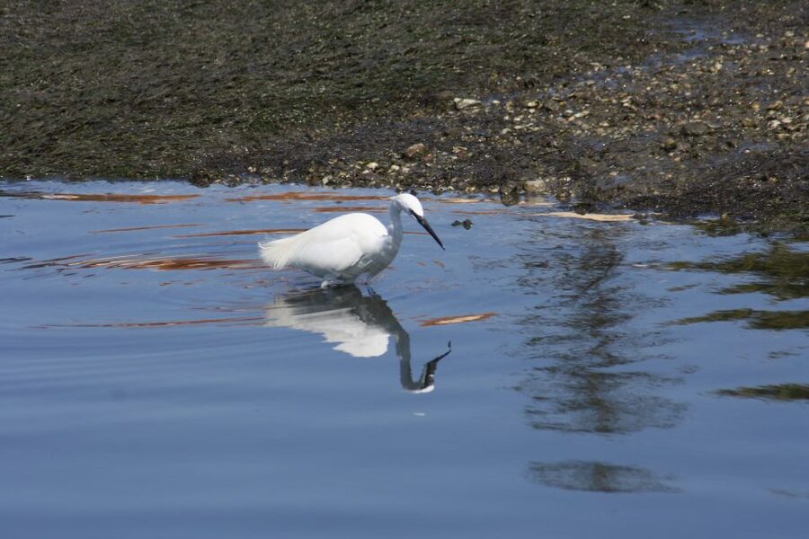 Faro: Eco-Friendly Ria Formosa Bird Watching in Solar Boat - The best time to go depends on your expectations