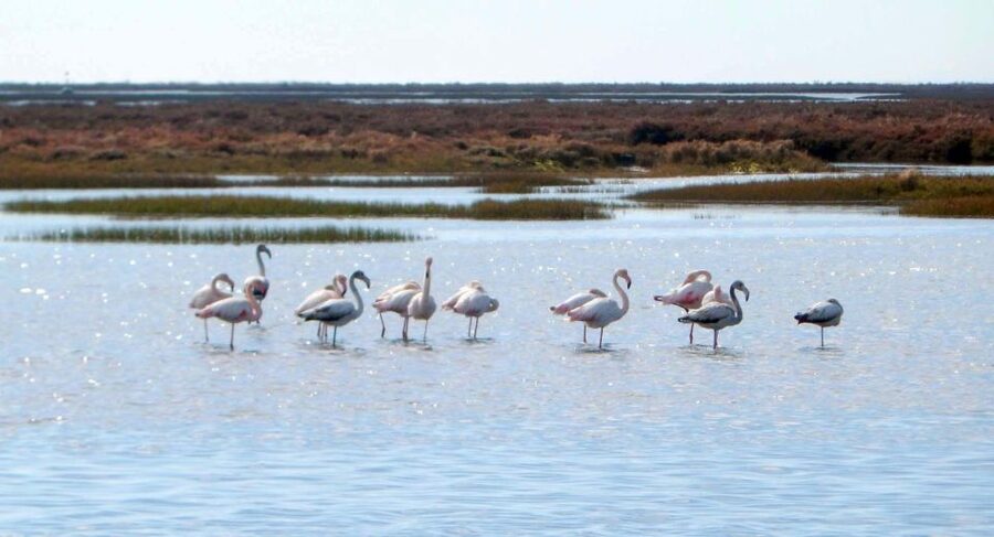 Faro: Eco-Friendly Ria Formosa Bird Watching in Solar Boat - Who will enjoy this Faro nature trip