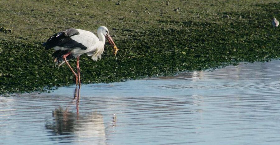 Faro: Eco-Friendly Ria Formosa Bird Watching in Solar Boat - Reading the tides in Ria Formosa National Park