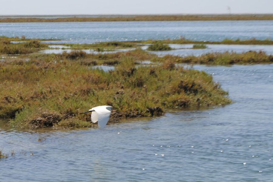 Faro: Ria Formosa Lagoon Small Boat Tour with Local Guide - Key points before you book