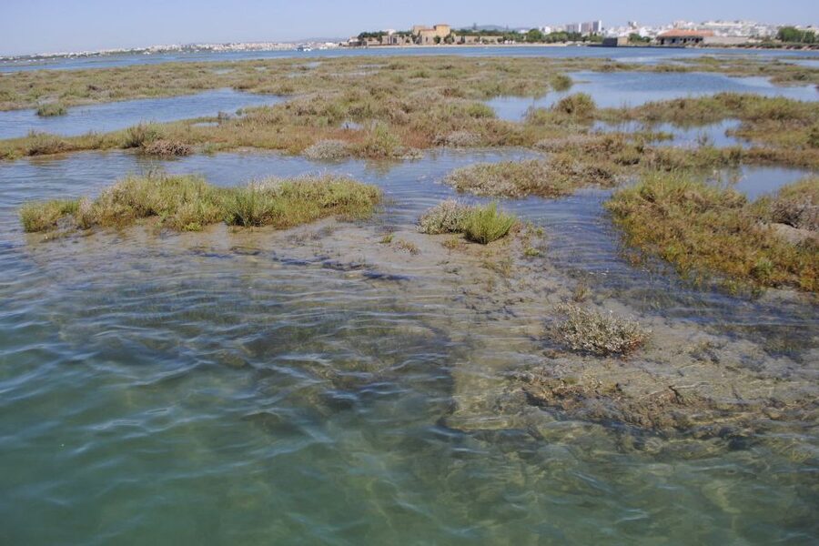 Faro: Ria Formosa Lagoon Small Boat Tour with Local Guide - Practical booking advice