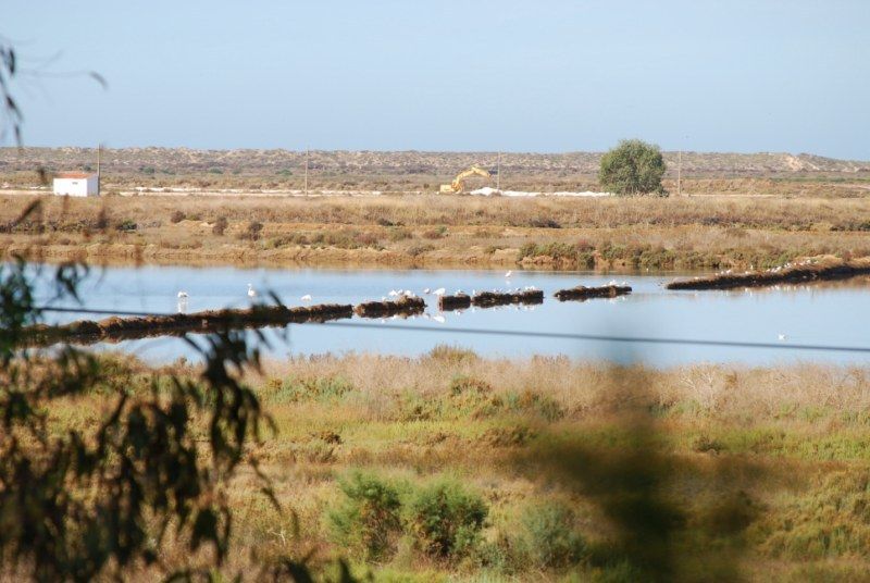 Faro: Ria Formosa Natural Park Segway Tour & Birdwatching - Key points at a glance
