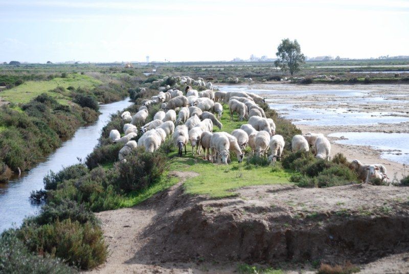 Faro: Ria Formosa Natural Park Segway Tour & Birdwatching - Why a Segway works well in Ria Formosa