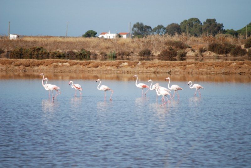 Faro: Ria Formosa Natural Park Segway Tour & Birdwatching - Birdwatching at Ludo