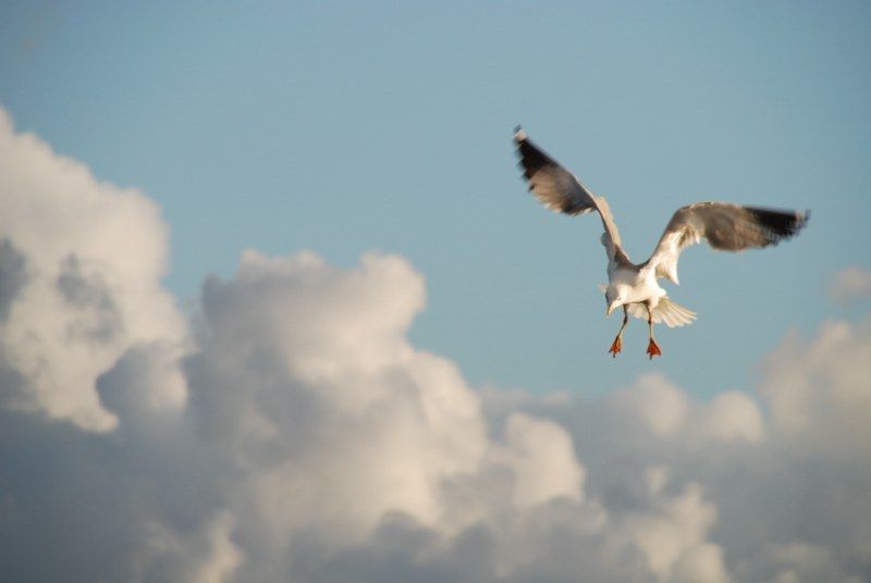 Faro: Ria Formosa Natural Park Segway Tour & Birdwatching - Salt, plants, and the human side of the park