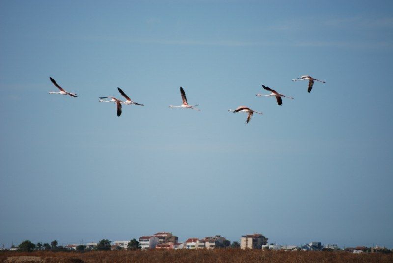 Faro: Ria Formosa Natural Park Segway Tour & Birdwatching - Starting near Faro Beach and Ludo