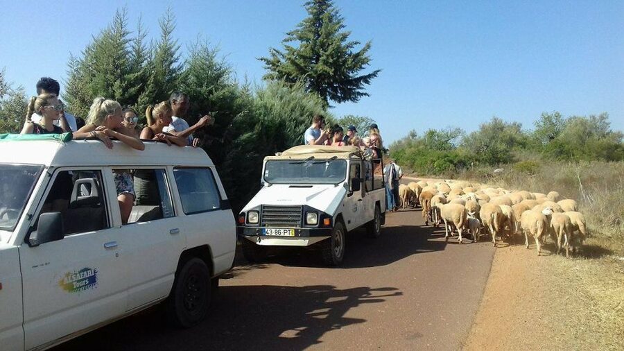 From Albufeira: 4x4 Off-Road Safari & Vineyard Wine Tasting - Cork oak forests and the story behind Portuguese cork