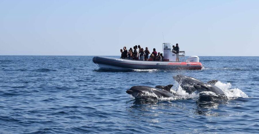 From Albufeira: Benagil Caves and Dolphins Guided Boat Tour - Key points to know before you go