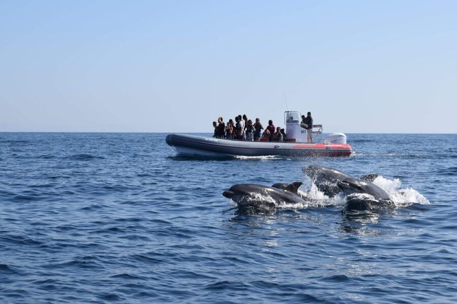 From Albufeira: Benagil Caves and Dolphins Guided Boat Tour - Setting out from Albufeira Marina