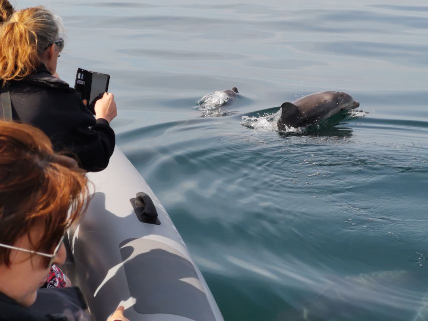 From Albufeira: Benagil Caves and Dolphins Guided Boat Tour - Who should book this boat trip?