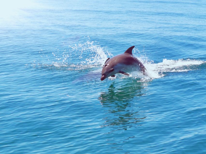From Albufeira: Benagil Caves and Dolphins Guided Boat Tour - Useful planning details for the day