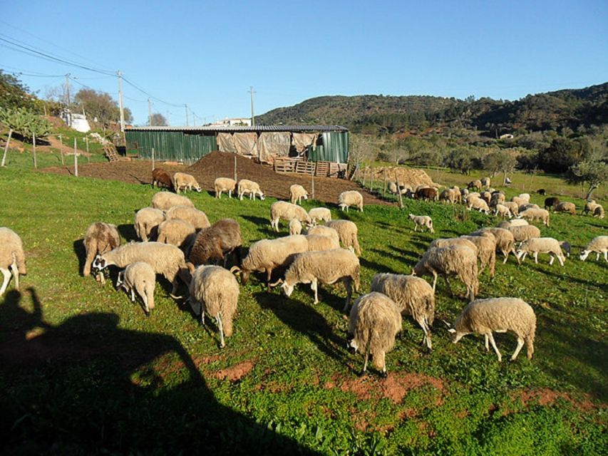 From Albufeira: Half-Day Algarve Jeep Safari - How much does the $47 price include?