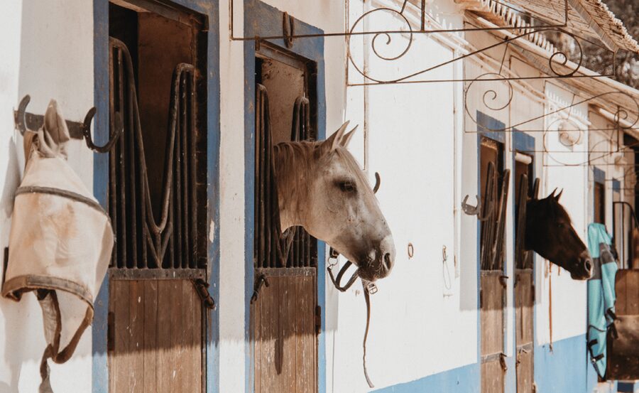 From Albufeira: Horse Riding Tour with Pickup - Key points before you book