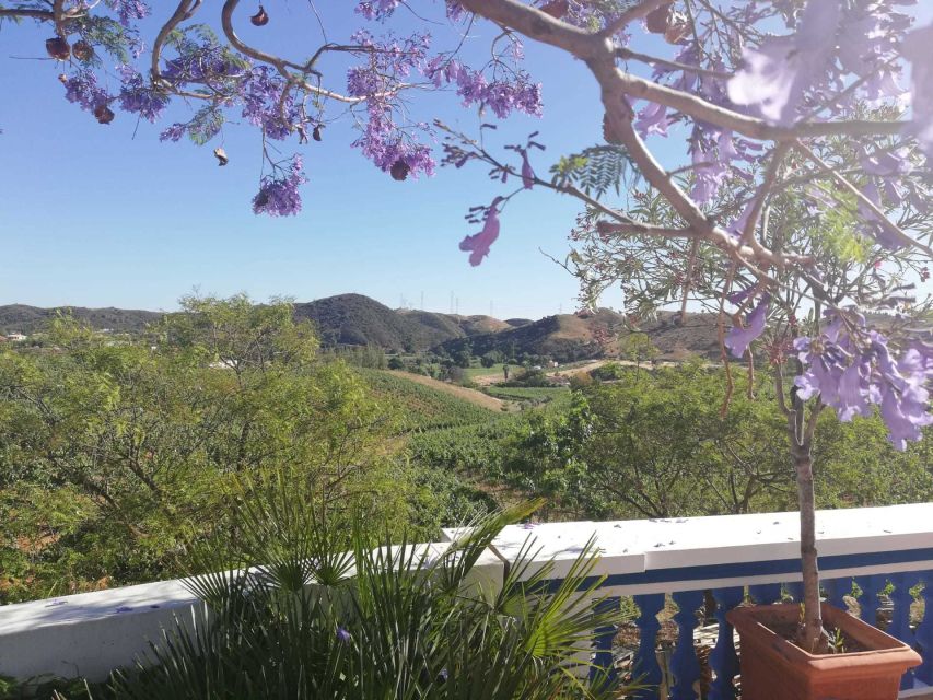 From Albufeira: Wine Tasting & Historic Silves Tour - From grape to glass at a family-owned winery
