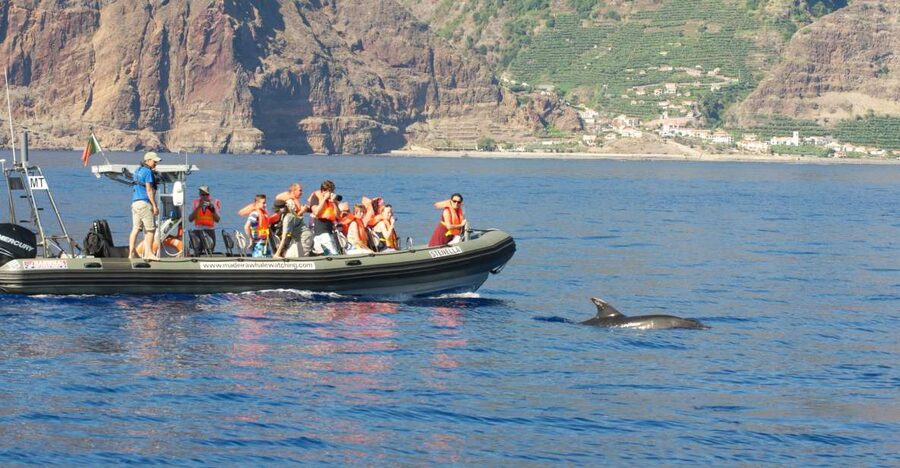 From Calheta: Madeira Whale and Dolphin Watching Boat Tour - Key points to know before you book