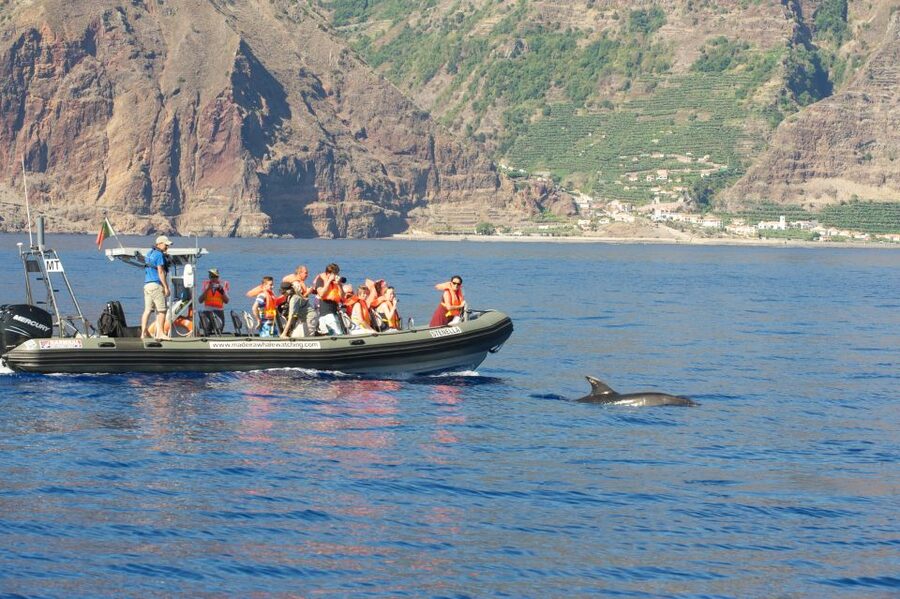 From Calheta: Madeira Whale and Dolphin Watching Boat Tour - Setting out from Calheta Marina