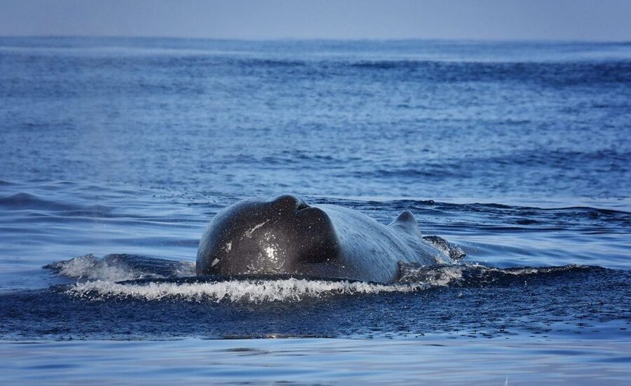 From Calheta: Madeira Whale and Dolphin Watching Boat Tour - Respect for wildlife is the tour’s strongest quality