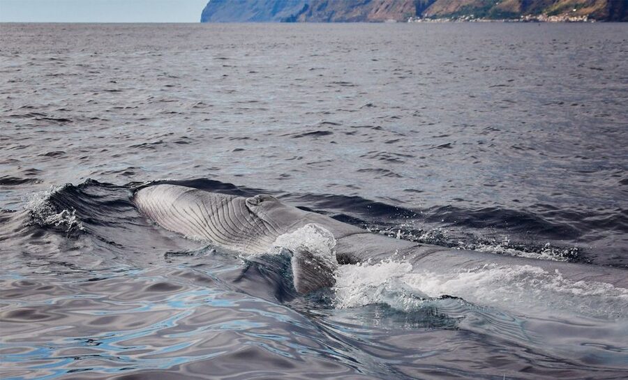 From Calheta: Madeira Whale and Dolphin Watching Boat Tour - The speedboat is part of the attraction