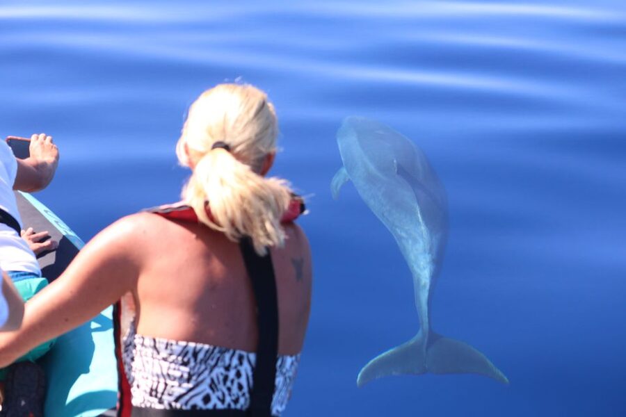From Calheta: Whale and Dolphin Watching RIB Boat Tour - Key points to know before booking