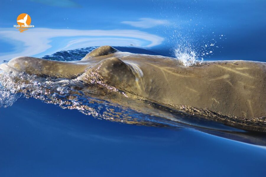 From Calheta: Whale and Dolphin Watching RIB Boat Tour - Should you book the Calheta RIB tour?