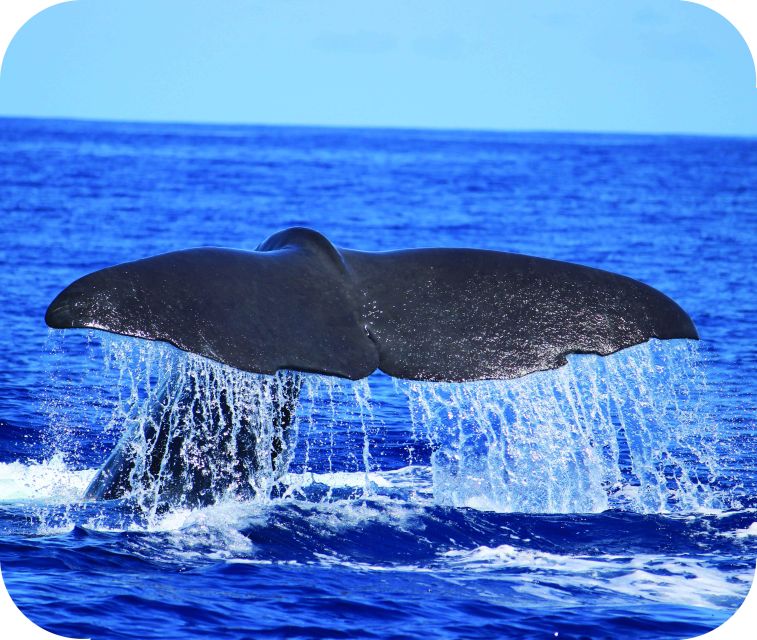 From Calheta: Whale and Dolphin Watching RIB Boat Tour - Leaving Calheta Marina on a fast RIB