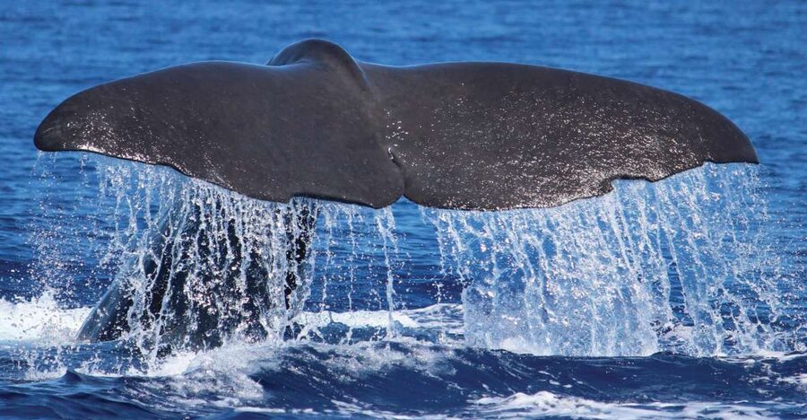 From Calheta: Whale and Dolphin Watching RIB Boat Tour - Dolphins, whales, and the luck factor
