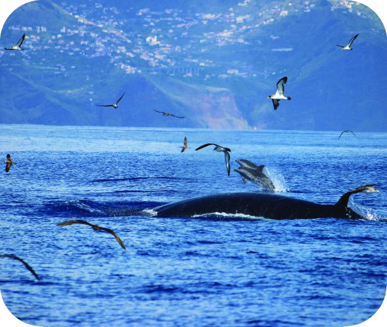 From Calheta: Whale and Dolphin Watching RIB Boat Tour - The guide and spotter make the difference