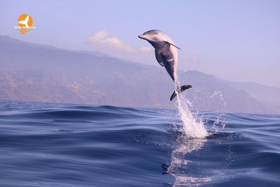 From Calheta: Whale and Dolphin Watching RIB Boat Tour - Comfort, speed, and who should skip it