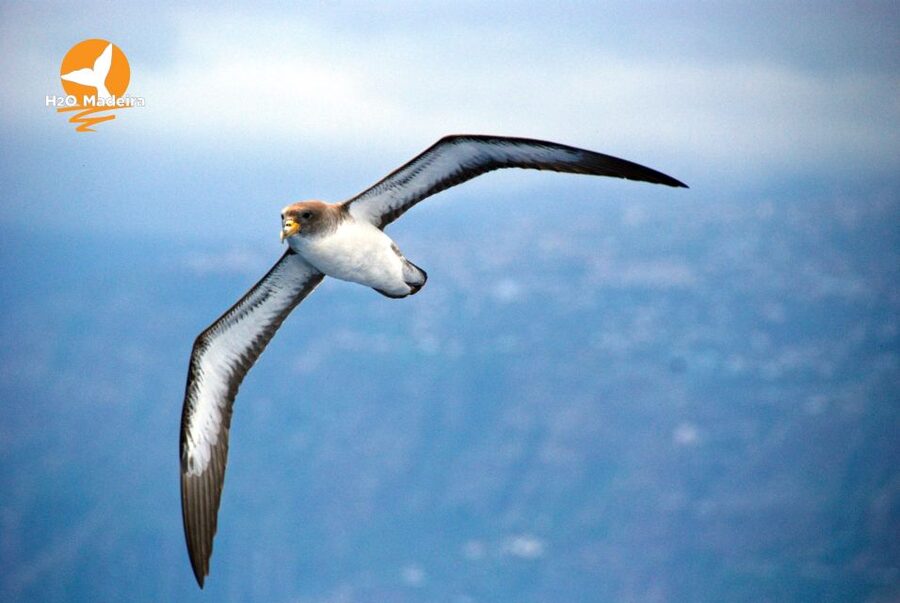 From Calheta: Whale and Dolphin Watching RIB Boat Tour - What the Madeira views add
