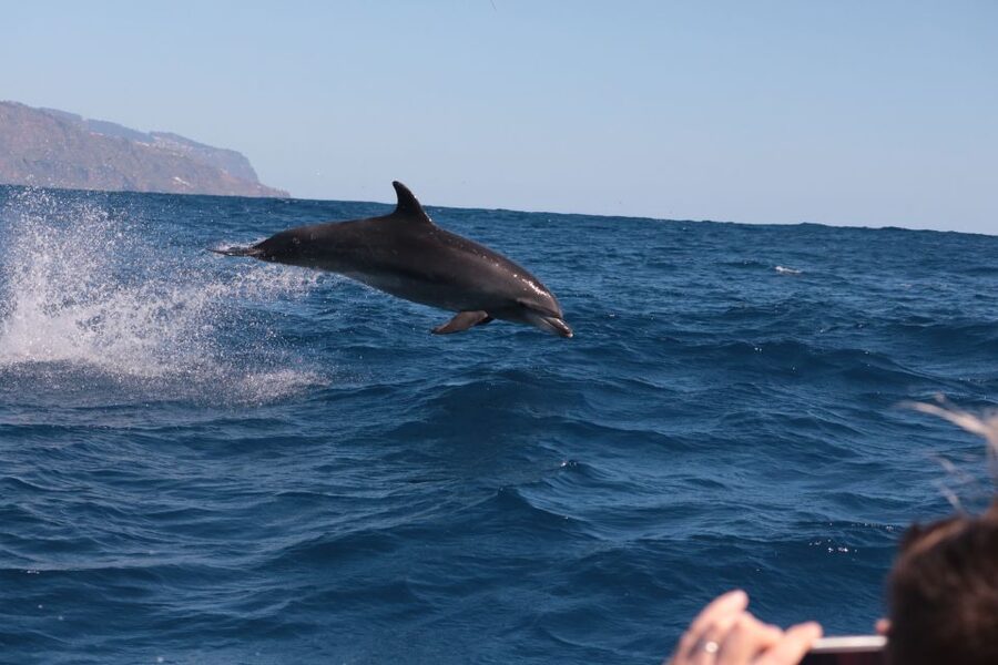 From Calheta: Whale and Dolphin Watching RIB Boat Tour - Is $70 a fair price?