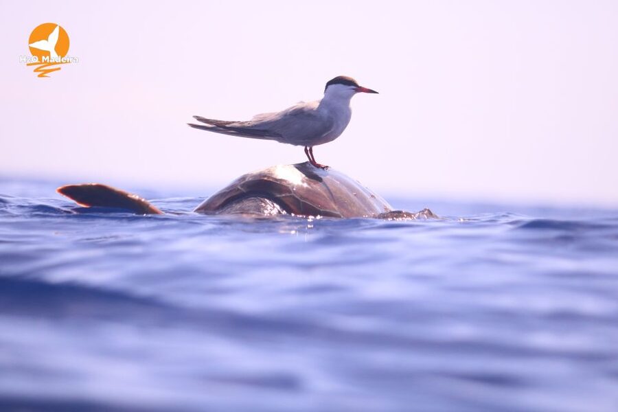From Calheta: Whale and Dolphin Watching RIB Boat Tour - The best way to prepare for the marina