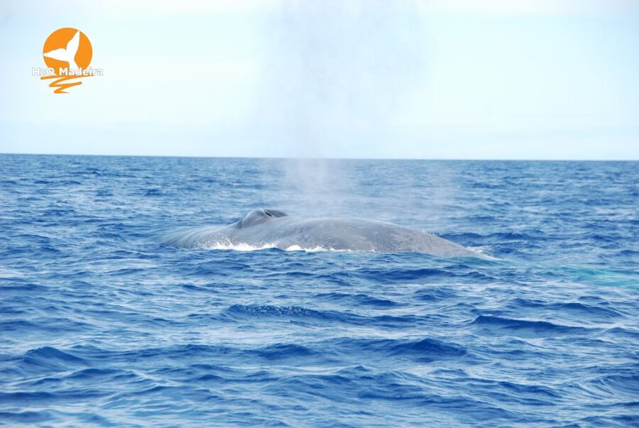 From Calheta: Whale and Dolphin Watching RIB Boat Tour - How the two-hour search works