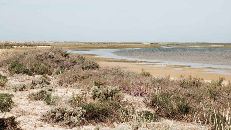 From Faro: Catamaran Boat Trip to Deserta Island with Stop - Practical tips for a smoother day