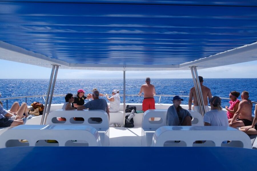 From Funchal: Ecological Catamaran Dolphin Whale Watching - Practical details that can affect your day