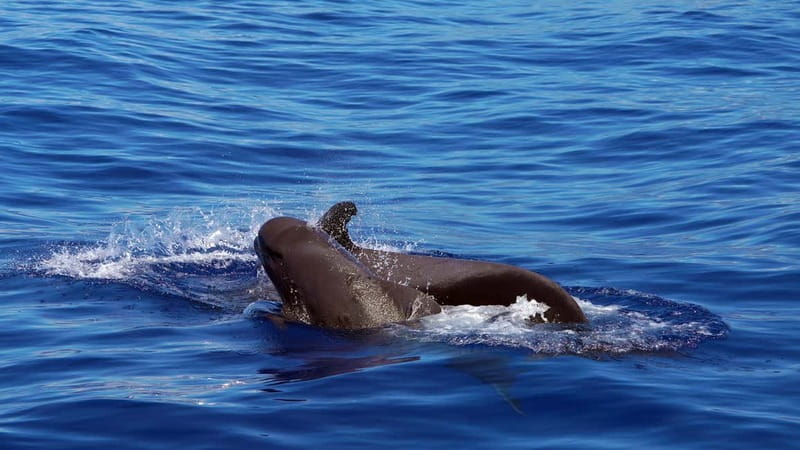 From Funchal: Ecological Catamaran Dolphin Whale Watching - Leaving Funchal Marina on the Magic Dolphin