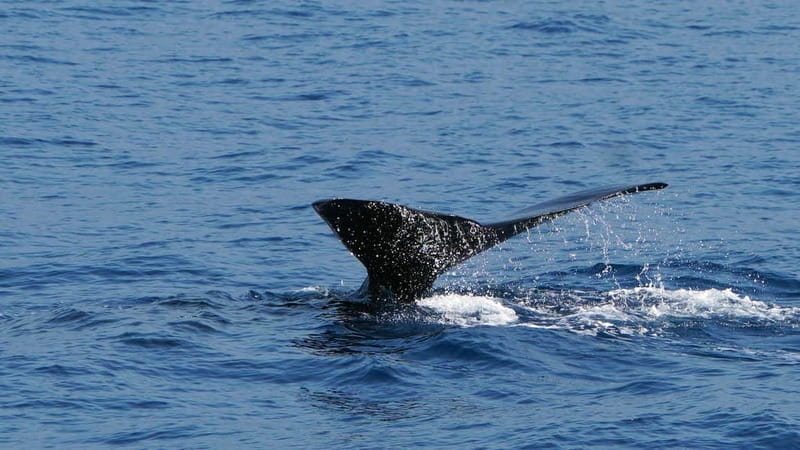 From Funchal: Ecological Catamaran Dolphin Whale Watching - What the guides add to the three-hour trip