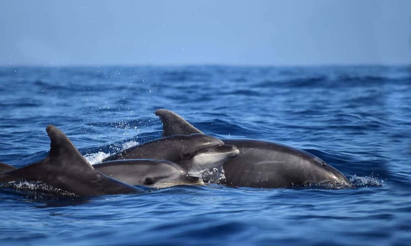 From Funchal: Ecological Catamaran Dolphin Whale Watching - Is $40 good value?
