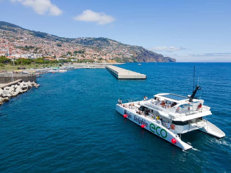 From Funchal: Ecological Catamaran Dolphin Whale Watching - Who will enjoy this Madeira boat trip most?