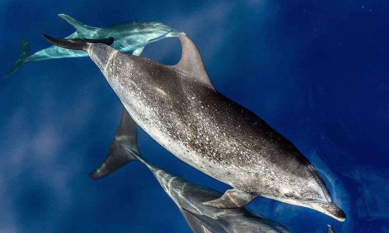 From Funchal: Ecological Catamaran Dolphin Whale Watching - Why the quiet engine matters near dolphins and whales