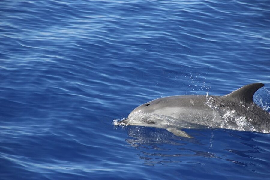 From Funchal: Madeira Dolphin and Whale Watching Tour - What the $47 price really buys you