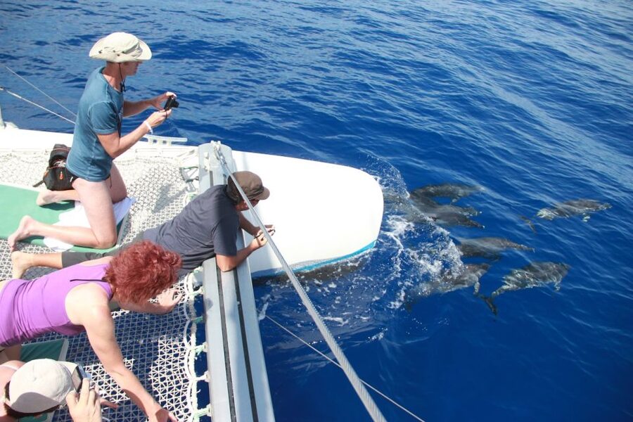 From Funchal: Madeira Dolphin and Whale Watching Tour - Crew, commentary, and animal welfare