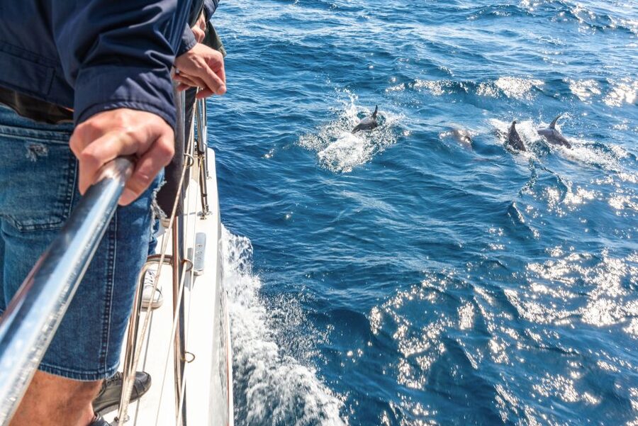 From Funchal: Madeira Dolphin and Whale Watching Tour - Wildlife watching in Madeira’s clear water