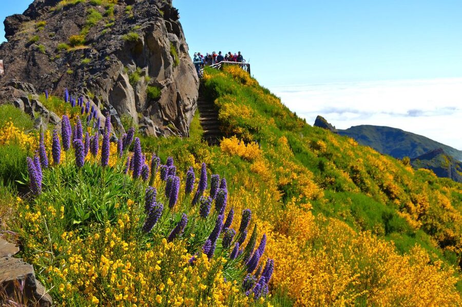 From Funchal: Madeira Peaks Mountain Walk - Is $50 good value?