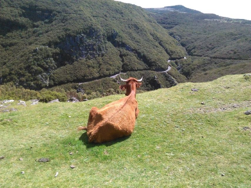 From Funchal: West Madeira and Laurel Forest Day Trip - Câmara de Lobos and the island’s working south coast