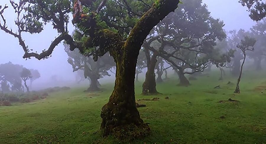From Funchal: West Madeira Waterfalls and Fanal Forest Tour - Why this west Madeira tour works well