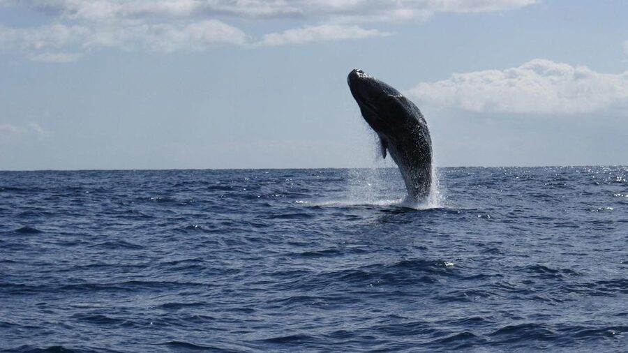 From Funchal: Whale and Dolphin Watching - Who Will Enjoy This Most?