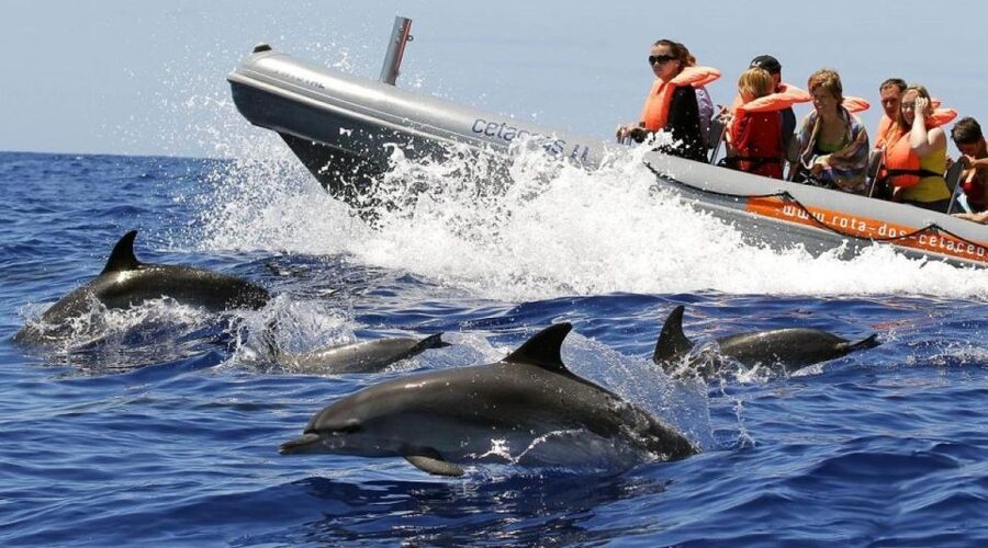 From Funchal: Whale and Dolphin Watching - Why This Boat Trip Works So Well in Funchal